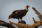 Close-up portrait of white-backed vulture (Gyps africanus) standing on a dead branch watching the camera in Chobe National Park,Chobe,Botswana
