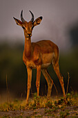 Nahaufnahme eines jungen, männlichen Impalas (Aepyceros melampus), der im Chobe-Nationalpark, Chobe, Bostwana, vor der Kamera steht