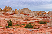 Weite, rote Navajo-Sandsteinformationen, die als Brain Rocks bezeichnet werden, mit spärlich wachsenden Pflanzen, die unter einem bewölkten Himmel in der wundersamen Gegend von White Pocket mit ihren fremdartigen Landschaften aus erstaunlichen Linien, Konturen und Formen, Arizona, Vereinigte Staaten von Amerika, grüne Flecken hinzufügen