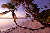 Palmen säumen einen schönen Strand in Tobago, Pigeon Point, Tobago, Trinidad und Tobago