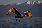 Krauskopfpelikan (Pelecanus crispus) gleitet neben einem anderen über einen See,Zentralmakedonien,Griechenland