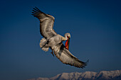 Krauskopfpelikan (Pelecanus crispus) breitet seine Flügel vor schneebedeckten Gipfeln aus, Zentralmakedonien, Griechenland