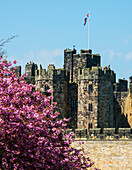 Rosa Kirschblüten vor der Mauer von Alnwick Castle, Northumberland, England