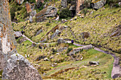 Los Frailones,Touristen auf einem Wanderweg und grasende Schafe auf einem Hügel,Cumbemayo,Cajamarca,Peru