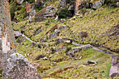 Los Frailones,tourists on a trail and sheep grazing on a hillside,Cumbemayo,Cajamarca,Peru