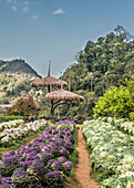 Dekorative Vegetation als Teil des königlichen Projekts in Doi Ang Khang, Provinz Chiang Mai, Thailand