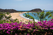 Unberührter Strand mit blühenden tropischen Pflanzen im Vordergrund, Huatulco, Oaxaca, Mexiko