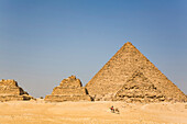 Einheimischer mit Kamelen, Große Pyramide von Gizeh, Pyramidenkomplex von Gizeh, UNESCO-Welterbe, Gizeh, Ägypten