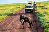 Touristen beobachten, wie ein Gnu (Connochaetes taurinus) vor ihrem Safarifahrzeug auf dem Kraterboden im Ngorongoro-Schutzgebiet, Tansania, steht