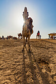 Camels,tour guides and riders at the Giza Pyramid Complex,Giza Plateau,Ancient Egypt,Giza,Egypt