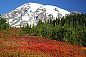 Schneebedeckter Mount Rainier, mit herbstlich gefärbter Vegetation und Wald, Mount Rainer National Park, Washington, Vereinigte Staaten von Amerika