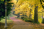 Goldenes Laub an den Bäumen entlang eines gepflasterten Weges in einem Park im Herbst, Portland, Oregon, Vereinigte Staaten von Amerika