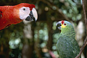 Rotzügeliger Papagei (Amazona autumnalis) und Scharlachara (Ara macao) schauen sich an und scheinen miteinander zu sprechen, Honduras
