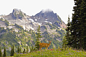Hirsch inmitten von Wildblumen auf einer Wiese im Mount Rainier National Park, mit den schroffen Bergen der Cascade Range im Hintergrund, Washington, Vereinigte Staaten von Amerika