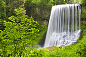 Waterfalls at Silver Falls State Park surrounded by lush green foliage,Oregon,United States of America