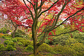 Rotes Laub an einem großen Baum im Crystal Springs Rhododendron Garden, Portland, Oregon, Vereinigte Staaten von Amerika