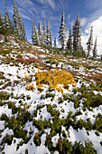Herbstfarbenes Laub und Schneespuren an einem Berghang in der Cascade Range, Mount Rainier National Park, Washington, Vereinigte Staaten von Amerika