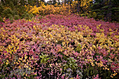 Schönes buntes Laub im Herbst, Mount Rainier National Park, Washington, Vereinigte Staaten von Amerika