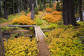 Herbstfarben im Mount Hood National Forest,Oregon,Vereinigte Staaten von Amerika