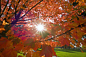 Sunburst shining through autumn coloured foliage,Happy Valley,Oregon,United States of America