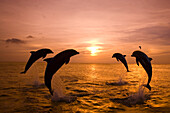 Große Tümmler (Tursiops truncatus) in Silhouette, die bei Sonnenuntergang aus dem Wasser springen, mit leuchtenden warmen Farben im Himmel und reflektiert auf dem ruhigen Wasser, computergeneriert, Roatan, Honduras