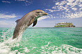 Bottlenose Dolphin (Tursiops truncatus) splashes as it leaps from the water,Caribbean