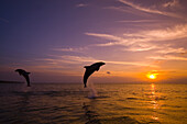 Zwei Große Tümmler (Tursiops truncatus) spritzen beim Sprung aus dem Wasser gegen eine golden glühende Sonne bei Sonnenuntergang, Karibik