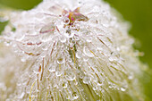 Makroaufnahme von Tautropfen auf einer Wildblume, Mount Rainier National Park, Washington, Vereinigte Staaten von Amerika