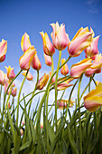 Zarte rosa und gelbe Tulpen, Wooden Shoe Tulip Farm, Oregon, Vereinigte Staaten von Amerika