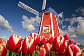 Windmühle und blühende Tulpen auf der Wooden Shoe Tulip Farm,Oregon,Vereinigte Staaten von Amerika