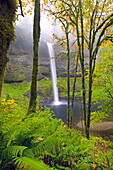 Waterfall into a pool in a lush forest,South Falls in Silver Falls State Park,Oregon,United States of America