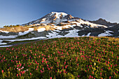 Blühende Wildblumen auf einer Wiese und Mount Hood mit Schnee, Mount Rainier National Park, Paradise, Washington, Vereinigte Staaten von Amerika