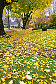 Foliage changing colour and falling in a neighbourhood in autumn,Pacific Northwest,Oregon,United States of America