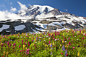 Wildflowers in a meadow and snow-covered Mount Rainier,Mount Rainier National Park,Washington,United States of America