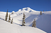 Snow-covered Mount Hood illuminated with sunlight and a bright blue sky with snowy trees in the foreground,Pacific Northwest,Oregon,United States of America