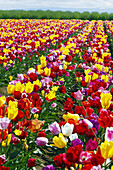 Eine Fülle von Tulpen in einem Feld, Wooden Shoe Tulip Farm, Woodburn, Oregon, Vereinigte Staaten von Amerika