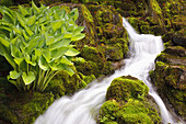 Wasser strömt über eine moosbewachsene Landschaft mit üppigem Laub im Crystal Springs Rhododendron Garden, Portland, Oregon, Vereinigte Staaten von Amerika