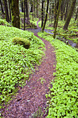 Pfad in einem üppigen Wald im pazifischen Nordwesten,Oregon,Vereinigte Staaten von Amerika