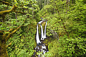 Wasserfälle und Bach in einer Waldlandschaft mit üppigem Laub in der Columbia River Gorge,Oregon,Vereinigte Staaten von Amerika