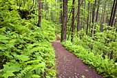 Pfad in einem üppigen Wald in der Columbia River Gorge,Oregon,Vereinigte Staaten von Amerika