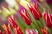 Nahaufnahme von blühenden Tulpen, Wooden Shoe Tulip Farm, Woodburn, Oregon, Vereinigte Staaten von Amerika