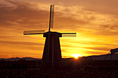Windmühle im Schatten der hellen Sonne bei Sonnenaufgang auf der Wooden Shoe Tulip Farm, Woodburn, Oregon, Vereinigte Staaten von Amerika