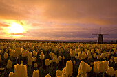 Sonnenaufgang über den Tulpen und der Windmühle auf der Wooden Shoe Tulip Farm, Woodburn, Oregon, Vereinigte Staaten von Amerika