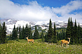 Rehe auf einer Wiese im Mount Rainier National Park,Washington,Vereinigte Staaten von Amerika