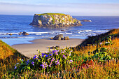 A large rock formation in the water off the beach and wildflowers growing in the beach grasses at Bandon State Park along the Oregon coast,Bandon,Oregon,United States of America