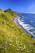 Wildblumen an einem Hang entlang der Küste von Oregon mit Blick auf einen Strand und die Küste,Oregon,Vereinigte Staaten von Amerika