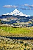 Farmland and orchard in the foreground and snow-covered Mount Hood in the background against a bright blue sky,Hood River,Oregon,United States of America