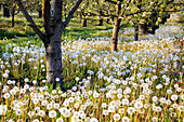 Dandelions in bloom with seedheads at the base of trees in an orchard,Hood River,Oregon,United States of America
