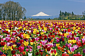 Abundance of vibrant coloured blossoming tulips in the foreground and snow-covered Mount Hood in the distance in Wooden Shoe Tulip Farm,Pacific Northwest,Woodburn,Oregon,United States of America