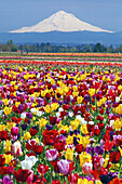 Abundance of vibrant coloured blossoming tulips in the foreground and snow-covered Mount Hood in the distance in Wooden Shoe Tulip Farm,Pacific Northwest,Woodburn,Oregon,United States of America